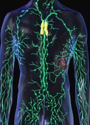 Medical illustration of the human immune system showing the lymphatic network throughout the body