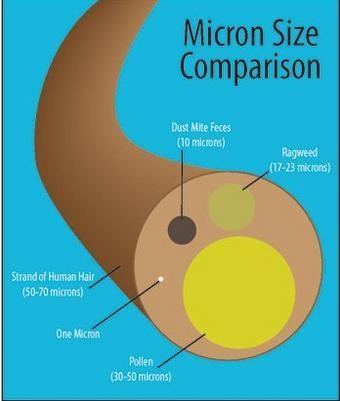 Micron size comparison chart showing dust mite feces, pollen, ragweed, and human hair relative to one micron